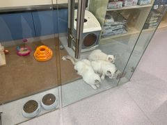 -凯瑞希宠物医院·狂犬免疫·微创·皮肤科