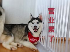 -Husky Go! 哈士奇体验馆·宠物咖啡厅狗咖
