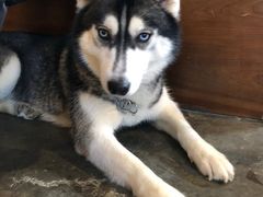 -more than meow吴止猫主题餐厅(承德 中船汇店)