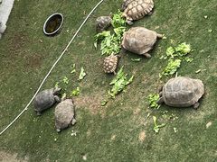 -广东惠东海龟国家级自然保护区
