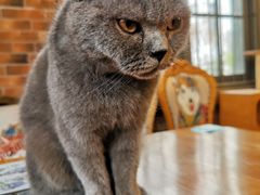 -more than meow吴止猫主题餐厅(承德 中船汇店)