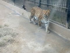 -石家庄市动物园