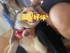 -Husky Go! 哈士奇体验馆·宠物咖啡厅狗咖