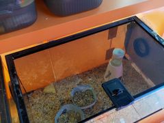 -可爱抓 COCO  GOTCHA(天津鹏欣水游城店)