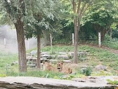 -北京野生动物园