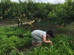 -樂桃源奉贤黄桃种植采摘基地