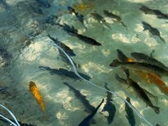 -钰田大院·碳烤虹鳟鱼·怀柔地道农家菜(雁栖湖店)