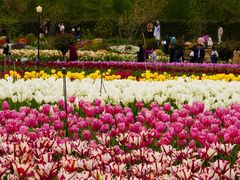 -荷兰花海