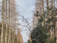 -东平国家森林公园