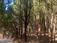 -泰山风景名胜区-普照寺