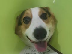 -佳雯宠物医院·皮肤科·内外科(春晓路分院)