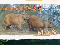 -广州长隆飞鸟乐园