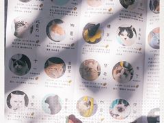 -喵屿·大理花园猫咖