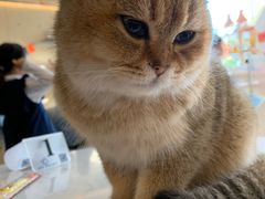 -飞行喵MR PILOT|猫舍·猫咖(静安大融城店)