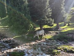 -新疆那拉提国家旅游度假区