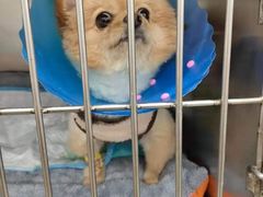 -伟伟宠物医院·CT影像中心·瑞派犬猫综合性门诊(汉口总院)