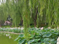 -丰台花园