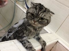 -酷狗靓猫宠物·洗护·美容·寄养(航北路店)