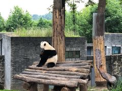 -都江堰中华大熊猫苑