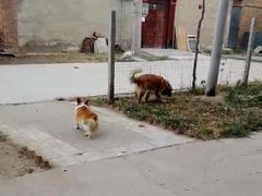 -如家宠物家庭式寄养训练
