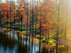 -上海海湾国家森林公园