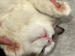 -楼上猫咖(罗湖店)