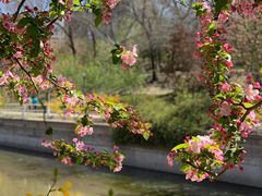 -海棠花溪(元大都城垣遗址公园)