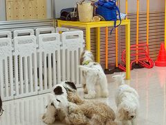 -帕帕拉兹宠物(亚洲旗舰店)