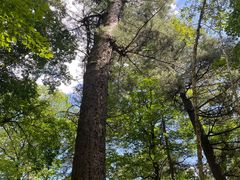 -五营红松林海景区