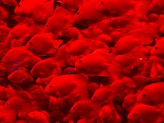 -太平洋海底世界