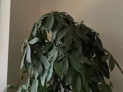 -源瑞康盲人推拿(尹山湖店)