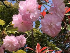 -南汇桃花村