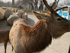 -北京野生动物园
