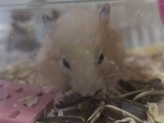 -钓仓鼠(洋桥北里小区店)