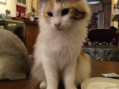 -猫色咖啡·猫咖