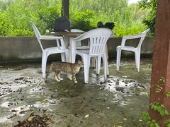 -同銮特种养殖场·龙虾垂钓