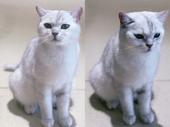 -藏猫猫咖啡主题馆(中央大道店)