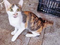 -马黑哥椒麻鸡(清江山水店)