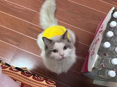 -瑞鹏宠物医院·骨科·猫科·内科(第一中心)