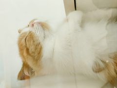 -三花喵·撸猫购宠·宠物生活馆(虹桥南丰城店)