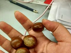-陈记栗子(长宁路店)