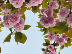-羊山湖公园