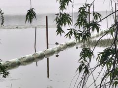 -金银湖国家城市湿地公园