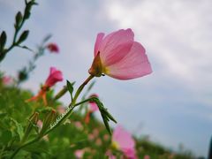 -汉长安城未央宫国家考古遗址公园