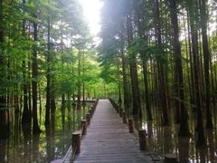 -桤木河湿地公园