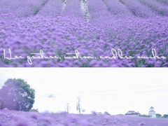 -紫颐香薰山谷景区