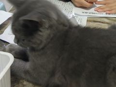 -lincat·猫舍(广州店)