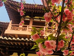 -西安青龙寺遗址景区