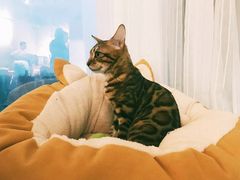 -Heymao猫咖.咖啡厅(东门店)