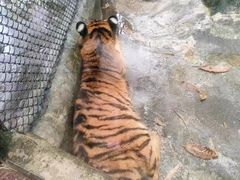 -海南热带野生动植物园